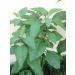 Bitter Leaf Plant - Vernonia amygdalina | Herbal Medicinal Benefits, Nutritional Value, Rich in Vitamins | Fresh Leafy Greens for Soup, Stew, Tea, Salad, Juice - Buy Online on SooperMarket.com