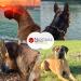 NietFullThings Stainless Steel Chain Choke with Pull Stop for Dog Training Stainless Steel Dog Collar Long Link 6 mm Thick Length 85 cm Chain Collar with Pull Limiter Gesamtl nge: 85 cm Silver - Buy Online on SooperMarket.com