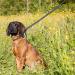 Reflective Total Pet Figure of 8 Dog Lead - Anti-Pull Slip Lead with Padded Nose Support | 180cm - Buy Online on SooperMarket.com