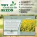Sinapis Alba Yellow Mustard Herb Garden Seeds - 5000 Seeds for Culinary Spice & Flavoring - Buy Online on SooperMarket.com