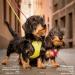 Shop XL Brown Curli Clasp Air-Mesh Vest Harness - Durable & Comfortable Dog Gear for International Shipping - Buy Online on SooperMarket.com