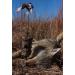 MOJO Outdoors Critter Predator Decoy - Ideal for Coyote and Bobcat Hunting, Varmint Hunting - Tail, Rabbit Decoy - Buy Online on SooperMarket.com