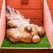 Rural365 Artificial Turf Nesting Box Pads - 12x12, 4 Pack - Chicken Coop Grass Laying Pads - Buy Online on SooperMarket.com