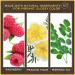 Burts Bees 100% Natural Glossy Lipstick in Peony Dew - 1 Tube - Buy Online on SooperMarket.com