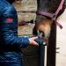 Lister Eclipse Cordless Horse Clipper Cordless Equine Clipper Professional Animal Clipping Clippers for Horses & Cattle Farm Supplies Lightweight Low Vibration Medium Duty Clipping - Buy Online on SooperMarket.com