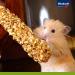Vita Power Kr cker Mix for Dwarf Rabbits | Healthy Nibbles with Popcorn Honey Vegetables & Beetroot - No Sugar or Cereals (1x 3 Pieces) - Buy Online on SooperMarket.com