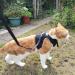 Outbreak-Proof Cat Dishes & Harnesses | Durable Cat Dish & Adjustable Harness for Cats & Small Dogs - Buy Online on SooperMarket.com