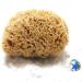 Tom & Pat natural sponge with cordel & glass trailer - Dermatest: very good uniform bathing sponge shower sponge body peeling sponge from Greece premium quality (15-16 cm)