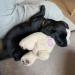 Pet Prime Snuggle Bear - Heartbeat Plush Toy for Cats and Dogs - Comfort Toy in Beige - Buy Online on SooperMarket.com