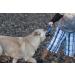 Buy Chuckit! Ultra Ball XXLarge & Ultra Tug Large Bundle - Premium Dog Toys for Active Pets - International Shipping Available - Buy Online on SooperMarket.com