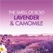 Bold All-in-1 PODS Washing Liquid Laundry Detergent Capsules 33 Washes Lavender & Camomile For Brilliant Clean With Built-In Fabric Softener Lavender 33 count (Pack of 1) - Buy Online on SooperMarket.com