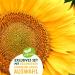 valeaf Sunflower Starter Kit (Sunflowers) - Buy Online on SooperMarket.com