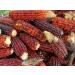 Jimmy Red Moonshine Grits Premium Heirloom Corn Seed Packet - Buy Online on SooperMarket.com