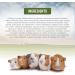 Living World Green Botanicals Adult Guinea Pig Food 1.36 kg (3 lb) - Buy Online on SooperMarket.com