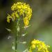 Sinapis Alba Yellow Mustard Herb Garden Seeds - 5000 Seeds for Culinary Spice & Flavoring - Buy Online on SooperMarket.com