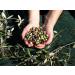 Bio Balsamic Vinegar & Cold-Pressed Extra Virgin Olive Oil - Greek Salad Dressing | 250ml Each by Aristos - Buy Online on SooperMarket.com