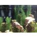 Begondis Artificial Aquarium Plants - Silk Green Aquatic Decor Safe for Fish & Pets (18cm) - International Shipping Available - Buy Online on SooperMarket.com