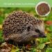Blumixx Jan-Pet Premium Mealworms 2kg - Dried Bird Feed for Wild Birds Hedgehogs Squirrels Hamsters & Fish | All-Year Nutrition - Buy Online on SooperMarket.com