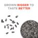 JUMBO SUNFLOWER SEEDS Ranch 16oz - Pack of 6 | Crunchy Snack - Buy Online on SooperMarket.com