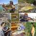 M MAXIMUMCATCH ECO Large Arbor Fly Fishing Reel Combo - Rainbow Trout Reel Loaded with Moss Green Line 3/4wt - Buy Online on SooperMarket.com