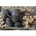Buy Indigo Herbs Black Walnut Shells 50g - Chunks & Powder for Natural Wellness | International Shipping - Buy Online on SooperMarket.com