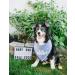 Blue Big Brother Dog Bandana for Pregnancy Announcement - Pet Photo Prop & Handkerchief for Medium to Large Dogs - Buy Online on SooperMarket.com