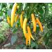Chili Set: 20 Unique Varieties of Hot & Spicy Pepper Seeds - Worldwide Shipping - Buy Online on SooperMarket.com