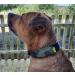 Josi.li GPS Tracker Bag - Nylon Waterproof Lightweight - Fits Collars & Harnesses for Tractive Greta (Up to 40mm) - Buy Online on SooperMarket.com