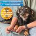 Bluepet 12 cm Claw File - Nail Care Tool for Dogs Cats & Small Animals | Optimal Sharp Edge Removal | International Shipping - Buy Online on SooperMarket.com