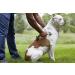 PetWell Dual Point Handheld Massage Roller for Dogs & Cats - Buy Online on SooperMarket.com