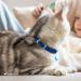 Collardirect Leather Cat Neck Band - Safety Collar with Elastic Belt & Bell | Adjustable 23-28 cm | Available in Black Blue Red Orange Green Pink - Buy Online on SooperMarket.com