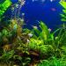 King British Test Strips 6 in 1 for Aquariums and Ponds - Buy Online on SooperMarket.com