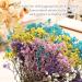 Dried Babys Breath Flowers - 100 Pcs Natural Gypsophila Branches for DIY Crafts and Gifts - Mixed Color Pressed Baby's Breath Flowers - Buy Online on SooperMarket.com