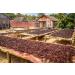 Vanilla Beans - Grade B Pods for Baking, Brewing, Cooking - (Tahitian) 10 Count - Buy Online on SooperMarket.com