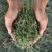 Dried Natural Alfalfa Hay for Rabbits, Guinea Pigs, Chinchillas & Ferrets - Protein and Fiber-Rich Food - 5 lb Pack - Healthy Pet Food - Buy Online on SooperMarket.com