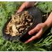 Sun Dried Porcini (Ceps) Luxury Choice - Extra Premium Quality (300) 300.0 grams - Buy Online on SooperMarket.com