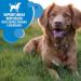 IAMS Proactive Health Minichunks Dog Food Dry Adult Chicken & Whole Grains Recipe + IAMS Proactive Health Healthy Weight Dog Food Dry Adult Chicken 6.8 kg (Pack of 1) Adult - Mini Chunks + Dry Dog Food - Buy Online on SooperMarket.com