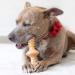 Benebone Zaggler Rolling Dog Chew Toy - Real Bacon Flavor, Made in USA - Medium Size for Aggressive Chewers - Buy Online on SooperMarket.com