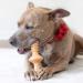 Benebone Zaggler Indestructible Rolling Chew Toy for Medium Dogs - Real Chicken Flavor, Made in USA - Buy Online on SooperMarket.com