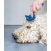 Mikki Puppy Stainless Steel Comb & Slicker Brush Set for Doodles & Cockapoos - Blue/Grey Small Grooming Kit - Buy Online on SooperMarket.com