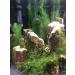 Begondis Aquarium Decorations - Artificial Green Aquatic Plants | Safe Silk & Plastic Plants for Fish & Pets | 30cm - Buy Online on SooperMarket.com