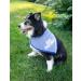Blue Big Brother Dog Bandana for Pregnancy Announcement - Pet Photo Prop & Handkerchief for Medium to Large Dogs - Buy Online on SooperMarket.com