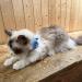 Hepplly Reflecting Airtag Cat Neck Band with Bell & Holder - Safe & Stylish Kitten Collar (Hellblau) | International Shipping Available - Buy Online on SooperMarket.com