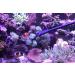 AquaticHI 27 inch Aquarium Tongs - 100% Reef Safe | Multi Purpose Fresh and Saltwater Fish Tank Tool for Clip Plants, Spot Feed Fish and Coral | Keep Hands Dry - Buy Online on SooperMarket.com
