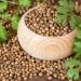 Coriander Seeds Whole Coriander 100% Natural Coriander Seeds Without additives Vegan (250g) 250 GR - Buy Online on SooperMarket.com