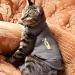 Thundershirt for Cats Large - Buy Online on SooperMarket.com