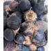 GORONTULA Fruit Azanza Garckeana Organic Sweet Silky Snot Apple Kayamata Various sizes12 Pieces - Buy Online on SooperMarket.com