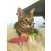 YEOWWW catnip toys for cats - organic very strong catnip fish stinkies sardines cat toys with catnip pack of 3 colourful patterns - 7.5cm long - Buy Online on SooperMarket.com