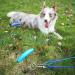 Petphabet Intestepflock Insertspirale - 3m Dog Leash with Floor & Earth Anchor | Teal Tie Out for Outdoor Use - Buy Online on SooperMarket.com