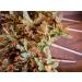 Organic Herbal Tea Sticks Collection / Gift Set / Flowers Leaf / Handmade / Bio Product / Natural / Premium Quality - Buy Online on SooperMarket.com